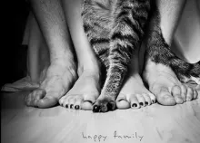 1920x1200 px And animals black cats Feet grayscale paws pets white Art HD Wallpaper