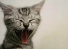 2560x1600 px cat Sleepy Art HD Wallpaper