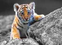 1600x1200 px Asian cat cats fantasy Jungle nature Oriental predator Tiger Art HD Wallpaper