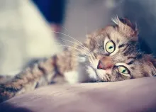 2560x1600 px cat Lying Art HD Wallpaper