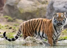 1920x1200 px animals cats Tigers Art HD Wallpaper
