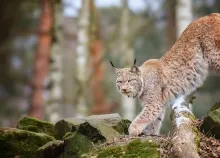 1920x1200 px animals cats forest Lynx nature predator Trees wildlife Art HD Wallpaper