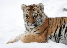 3456x2304 px amur cat Cub snow Tiger Art HD Wallpaper