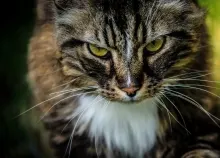 1920x1080 px animal animals Beautiful cat cats cute Lovely Art HD Wallpaper