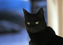 2048x1495 px background black cat look Art HD Wallpaper