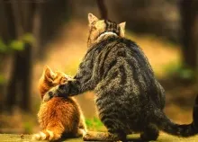 2560x1600 px animals baby Blurred cat kittens love Art HD Wallpaper