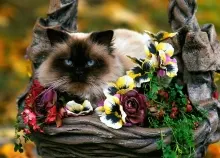 1600x1200 px garden Variety Art HD Wallpaper