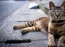 1920x1080 px animals cats Art HD Wallpaper