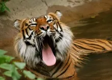 2400x1600 px animals Big cats snout Tigers wallpapers Art HD Wallpaper