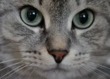 2288x1520 px cat eyes Art HD Wallpaper