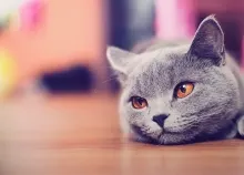 2560x1600 px cat cute hd wallpaper Art HD Wallpaper