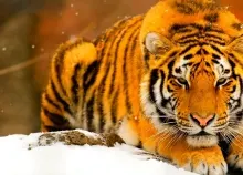 1920x1080 px Asian cat cats fantasy Jungle nature Oriental predator Tiger Art HD Wallpaper