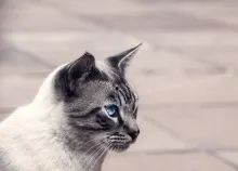 2048x1365 px cat eyes Kote look Art HD Wallpaper