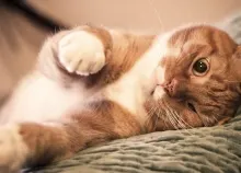 2560x1600 px cat Ginger Lazy Art HD Wallpaper