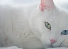 1920x1080 px animal blue cats cute eyes Green Van Art HD Wallpaper