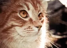 1920x1080 px animals cats Orange Art HD Wallpaper