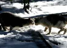 1600x1200 px animals cats snow Art HD Wallpaper