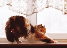 1920x1200 px animals cats pets Art HD Wallpaper