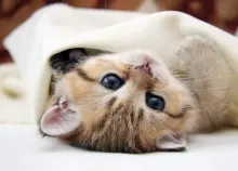 1920x1200 px animals cats kittens Art HD Wallpaper