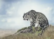 4200x3000 px animals Big cats grass leopards snow wallpapers Art HD Wallpaper