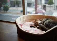 2560x1600 px cat sleep Art HD Wallpaper