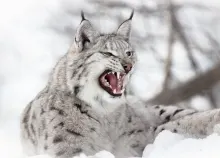 5254x3485 px animals Big cats Lynx Roar Art HD Wallpaper