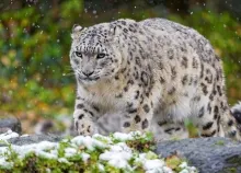 1920x1200 px leopard predator snow Art HD Wallpaper