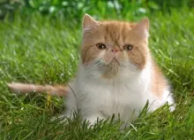 2560x1920 px animals cats Art HD Wallpaper