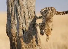 2560x1600 px animals cats Cheetahs Art HD Wallpaper