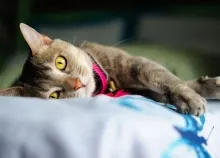 2048x1280 px cat Claws eyes IS paws Art HD Wallpaper