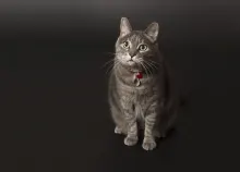1920x1200 px cats Art HD Wallpaper