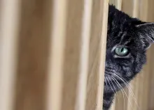 1920x1200 px animals cats Art HD Wallpaper