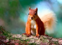 2048x1280 px squirrel Art HD Wallpaper